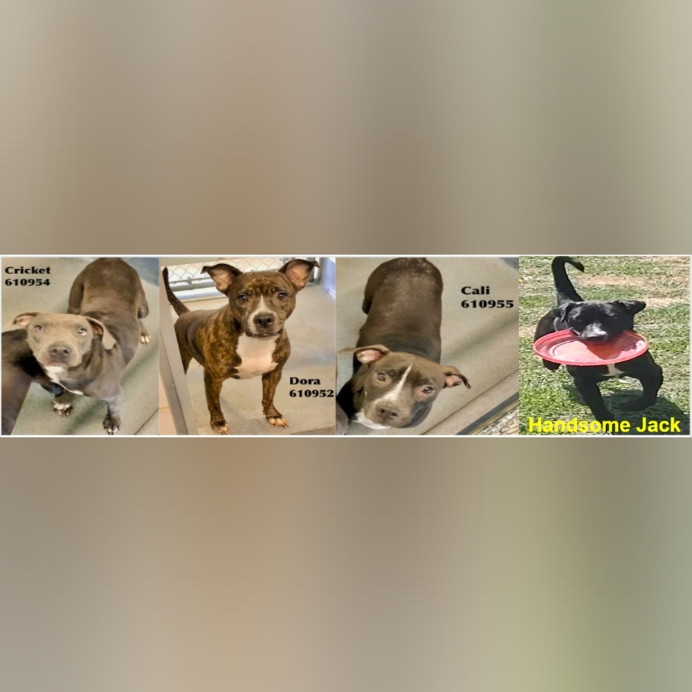 Pristine Alberto Makali Multi-Colored Blouse Size… - image 7